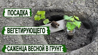 Избегай ЭТИХ ошибок! Посадка ВЕГЕТИРУЮЩЕГО САЖЕНЦА винограда в открытый грунт весной.