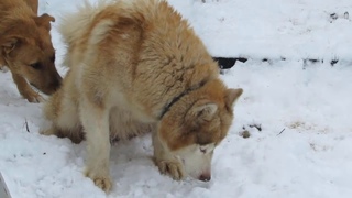 прогулка 27 01 2020 с озвучкой