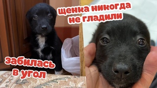 Щенка никогда НЕ ГЛАДИЛИ Она забилась в угол от страха.