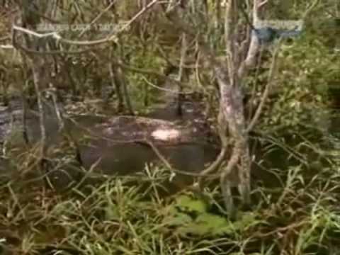 Piranhas Piranha