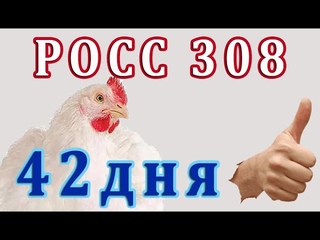 РОСС308  - 42 дня. Опять все напутала! Едим - славный корм  и пьем пробиотики моноспорин и проЛам.