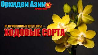 Прекрасные задворки - недорогие сорта.