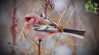 Голоса птиц Как поёт Урагус или длиннохвостый снегирь (Uragus sibiricus)