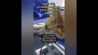 Умирает собака! Денег на операцию нет..в рассрочку не делают! 😭#спасисобаку #dogrescue#rescuedog#dog