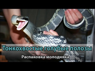 Хет-трик распаковка новых змей!)