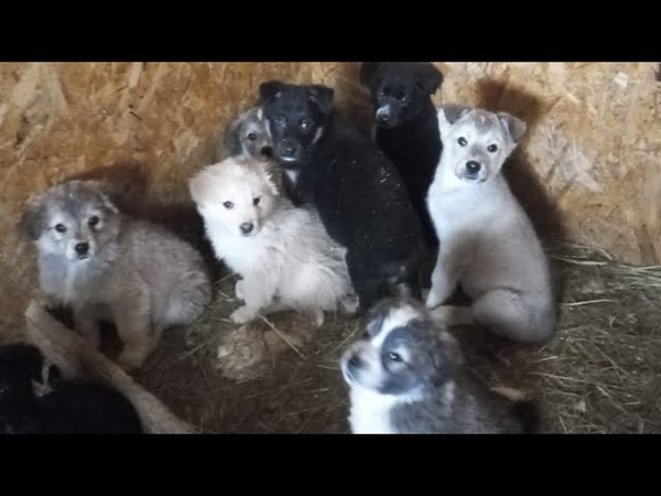 13 щенков поселили к баранам. New 13