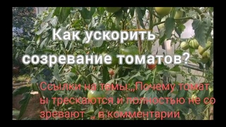 Ускорение созревания томатов  на кусту .Надёжные способы.