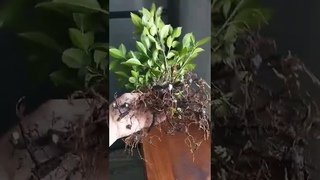 Bonsai de Ficus - Técnica de fusión