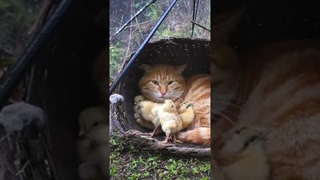 Chicks With Cat Under The Rain Umbrella | #Shorts