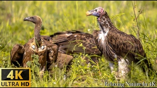4K Amazing African Birds - African Wildlife Video with Birds Sounds - 2 HRS