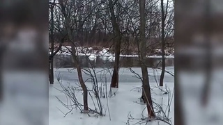 Спасатели в поселке Новоайдар, ЛНР помогли лебедю, примерзшему ко льду в реке Айдар.
