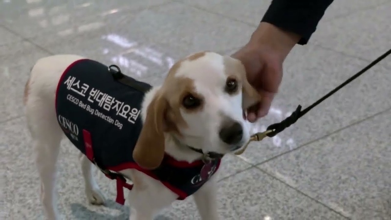 South Korea s sniffer dog hunts bedbugs post Paris Games,