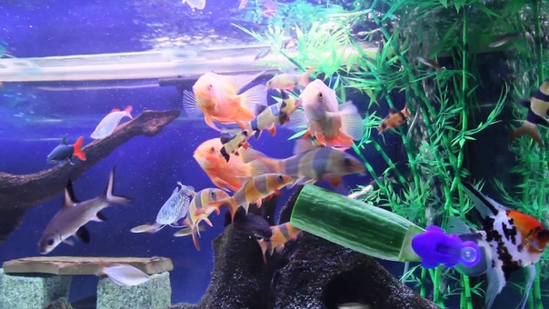 Monster Clown Loach ( Chuck) Friends Eating Cucumber Hand