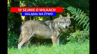 Czy bdzie odstrza wilka W Sejmie o zarzdzaniu populacj wilka w Polsce! (NA YWO)