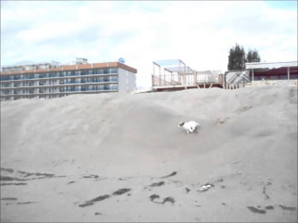Jack Russell Benjamin 3