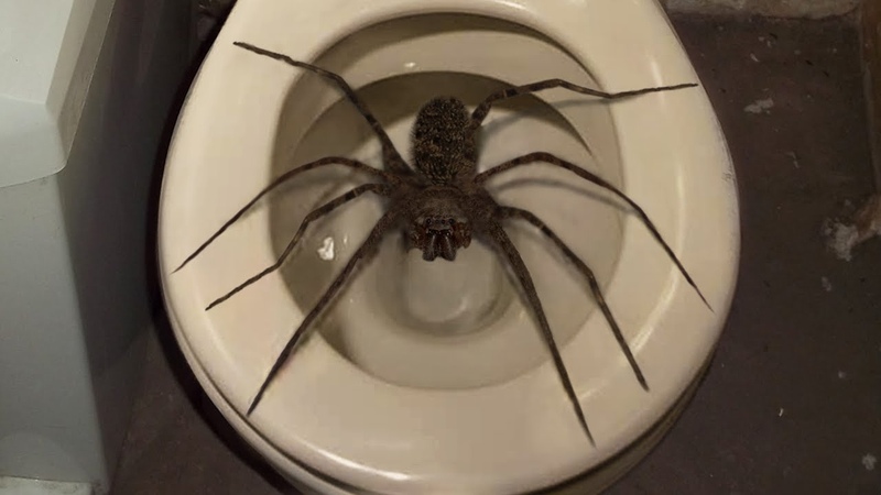10 Biggest Spiders Ever