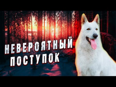 То, Что Совершил Пес, заставит многих