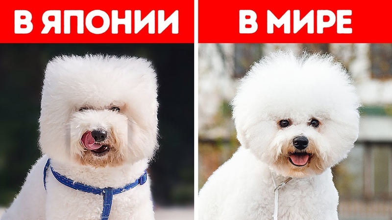 20+ вещей, которые в Японии делают абсолютно