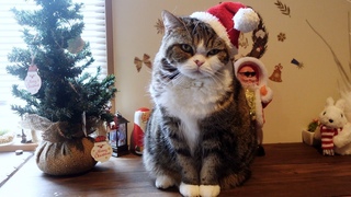 -Cats gave a cold response to Santa Claus who brought treats.-
