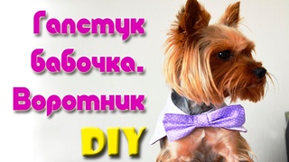 Одежда Для Собак Своими Руками | Галстук Бабочка С Воротником