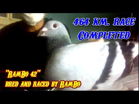 Matnog Derby Race 464 kilometers completed Ram Bo 42 bred and raced by Ram