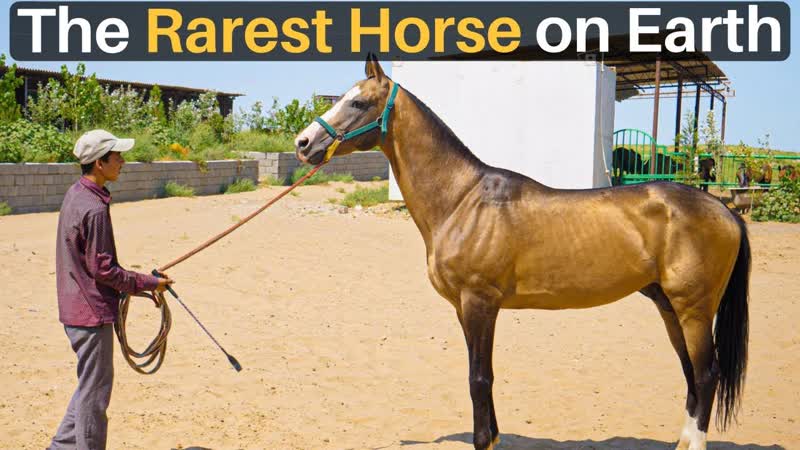 The RAREST HORSE on Earth ( Akhal