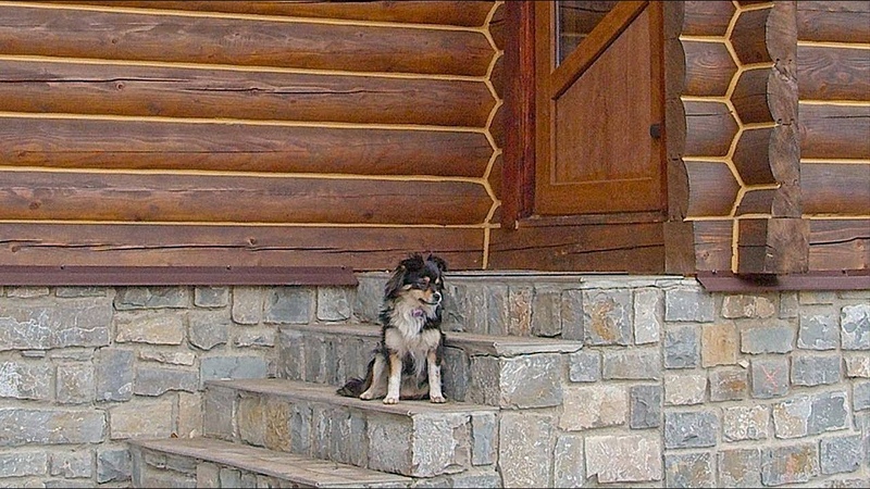 Abandoned Dog Waiting Near Door for Days in Hope her Owner Come Back for