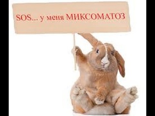 метод лечения кроликов от миксоматоза с реальным результатом!!!