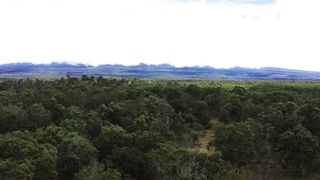 Kona Sandalwood Reforestation ProjectБольшой остров, Гавайи, США | Янг Ливинг Россия