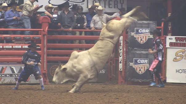 Texas Rodeo Championship Bull