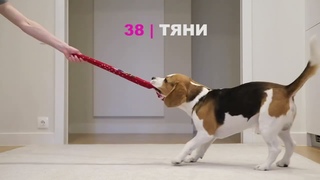 СОБАКА БИГЛЬ ВЫПОЛНЯЕТ 100 ТРЮКОВ!!! SMART BEAGLE PERFORMS 100 TRICKS!