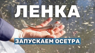 Запуск гибрида осетровых - мальков ЛЕНКИ для получения осетрового мяса. Зарыбление пруда