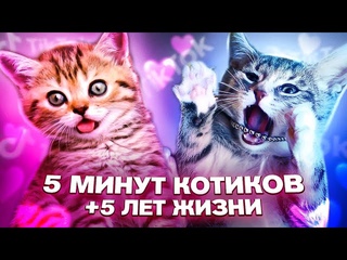 Смешные видео. Котики, щенки и котята. Приколы с котами. Смешные животные на канале Funny Video.
