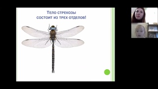 Буркова С  Проект Загадочный мир стрекозы