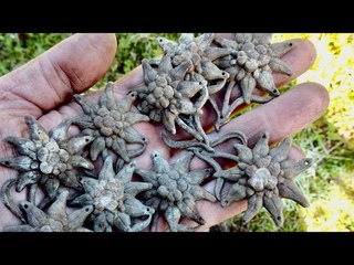 ОТКОПАЛИ КОРОБКУ СО ЗНАКАМИ! 152 ЭДЕЛЬВЕЙСА! КОП ПО ВОЙНЕ! WW2 METAL DETECTING