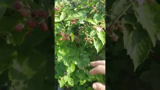 ежевика на 19 июля 22г .   поспели  сигнальные  ягодки .  с-з Подмосковья.