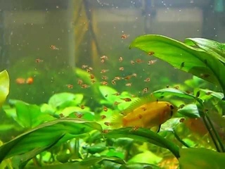 Avannotti apistogramma borellii 1 di 4