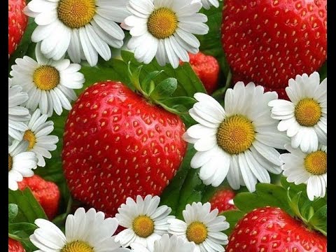 Ромашка біла, квітка кохання Ромашка белая, цветок любви Daisy