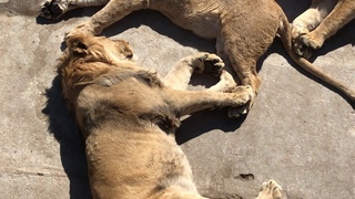 Богатырь из молодого прайда. Тайган The big lion from the young pride. Taigan
