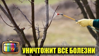 ОБРАБОТАЙТЕ ТАК ПЛОДОВЫЕ ДЕРЕВЬЯ ПЕРЕД ЗИМОЙ! ИСКОРЕНЯЮЩАЯ ОБРАБОТКА САДА ОСЕНЬЮ