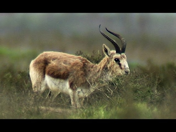 Джейран, Gazella subgutturosa, Goitered or Black tailed