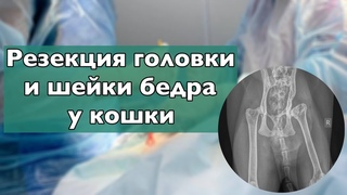 Резекция головки и шейки бедра у кошки