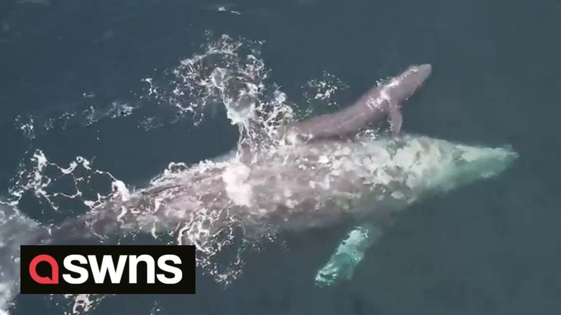 Gray whale greets whale watching boat with newborn calf right after giving birth,