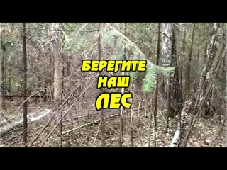 Берегите наш лес!