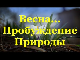 Весна    Пробуждение  Природы  Потрясающее  Видео о  Пробуждении Природы  Звуки  Ранней  Весны