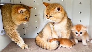 Daddy cat asks mommy cat for forgiveness for leaving her alone for so long so sweetly