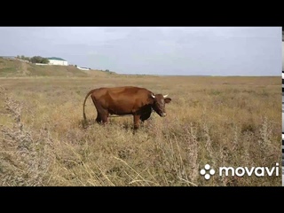 Кайт Таганрог .Коса Беглицкая