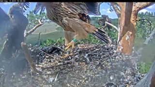 REPLAYПОВТОР 9/8/23 1/2 Eastern Imperial Eagles Altyn & AltynaiСолнечные Орлы Алтын и Алтынай