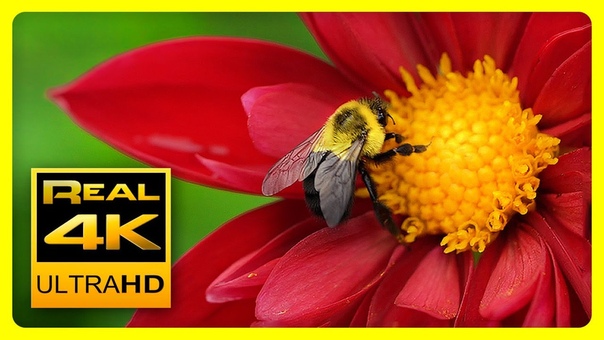 Breathtaking Colors of Nature in 4 K II Beautiful Flowers Sleep Relax Music UHD TV