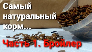 Личинка Черной львинки. Часть 1. Чем кормить бройлера. Hermetia Illucens (Black Soldier Fly)